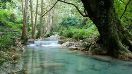 Forests rivers wallpaper