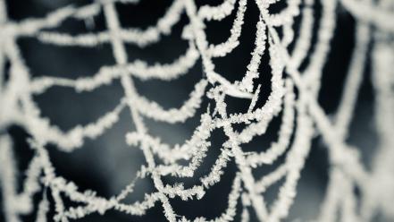 Ice nature winter snow white spider webs wallpaper