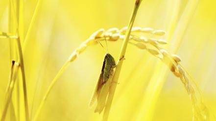 Insects macro grasshopper wallpaper