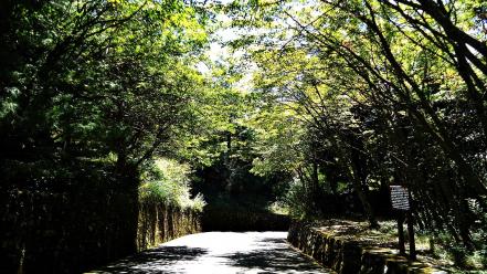 Landscapes nature trees path sunlight taiwan wallpaper