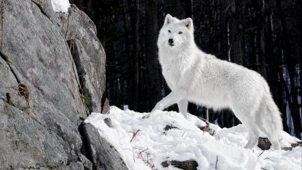 Nature animals white wolf wolves wallpaper