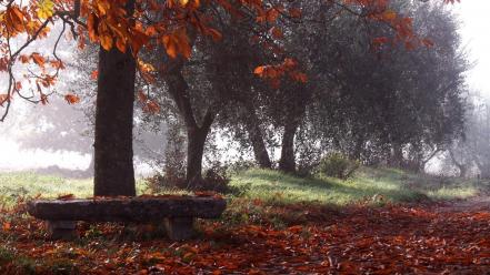 Nature trees autumn (season) leaves path bench wallpaper