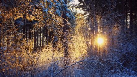 Nature winter forest sunny wallpaper