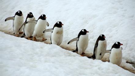Snow animals penguins wallpaper