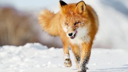 Snow foxes wallpaper