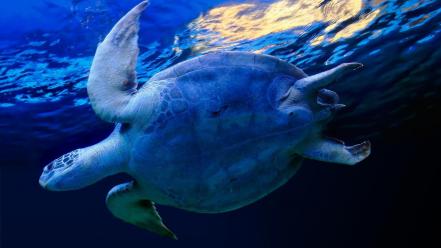 Water nature sun animals turtles underwater world sea wallpaper