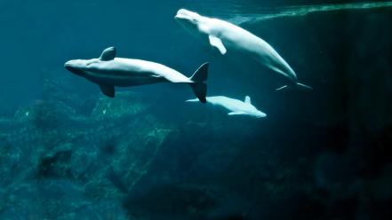 Whales beluga underwater sealife wallpaper