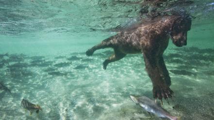 Alaska swimming national park salmon brown bear wallpaper