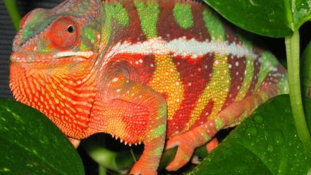 Animals chameleons reptile reptiles chameleon wallpaper