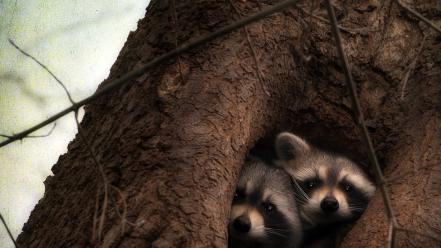 Animals raccoons tree trunk wallpaper