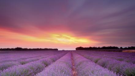 Clouds landscapes fields lavender wallpaper