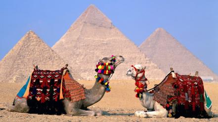 Egypt camels wallpaper