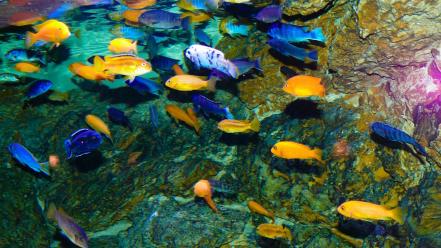 Fish tank fishes wallpaper