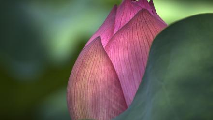 Flowers macro lotus flower pink wallpaper