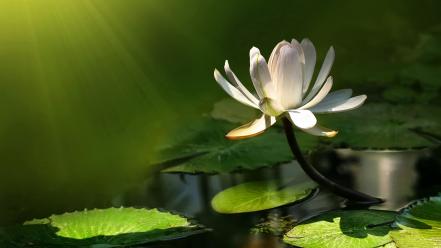 Flowers sunlight lily pads lotus flower white wallpaper