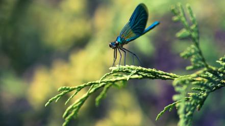 Green nature dragonflies wallpaper