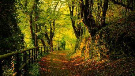 Green nature forest roads wallpaper