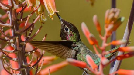 Hummingbirds orange flowers birds wallpaper