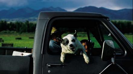 Landscapes dogs trucks national geographic wallpaper