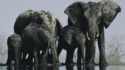 Landscapes national geographic elephants wallpaper
