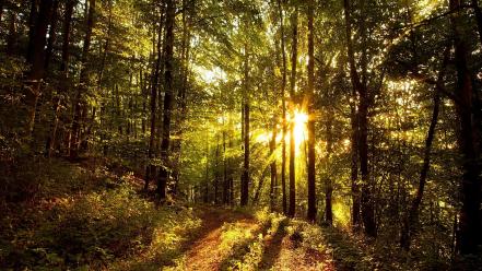 Landscapes nature trees forest sunlight hdr photography wallpaper