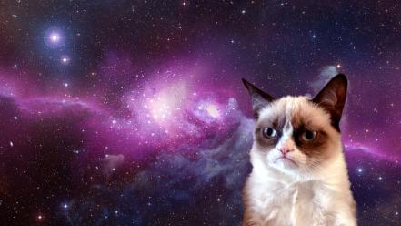 Manipulations grumpy cat wallpaper