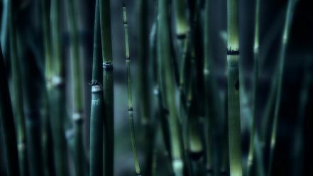 Nature bamboo wallpaper
