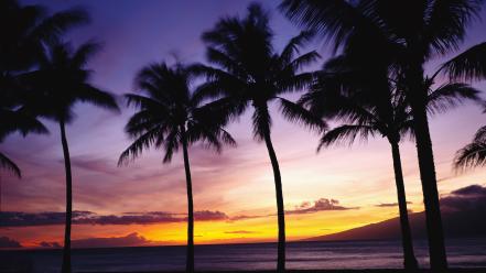 Nature beach palm trees skies sea wallpaper