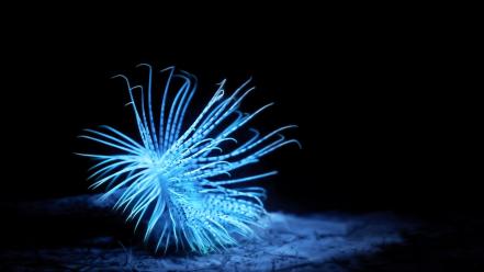 Nature creatures sea anemones underwater black background wallpaper