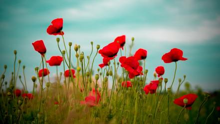 Nature flowers red poppies wallpaper