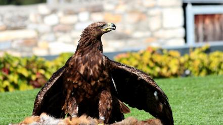 Nature stone eagle wallpaper