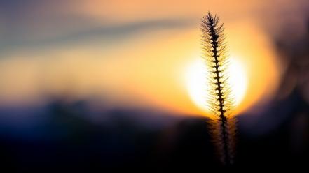 Nature sun silhouette plants bokeh macro blurred background wallpaper