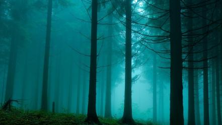 Nature trees wood fog gloomy wallpaper
