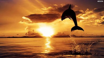 Sunset ocean dolphins jump wallpaper