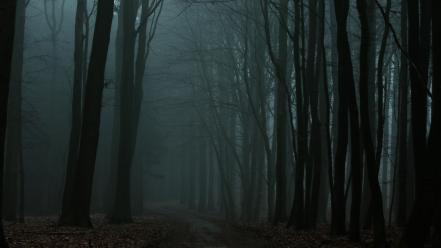 Trees forests leaves paths fog wallpaper