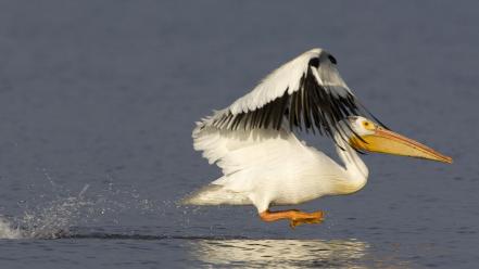 Water american white pelican birds wallpaper