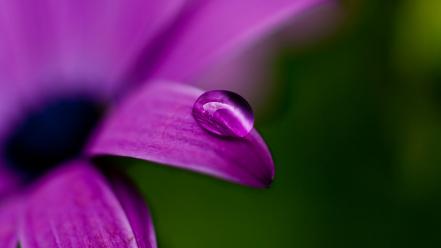 Water drops macro purple flowers wallpaper