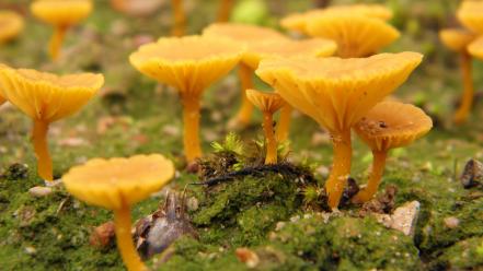Yellow forest mushrooms moss macro toadstool wallpaper