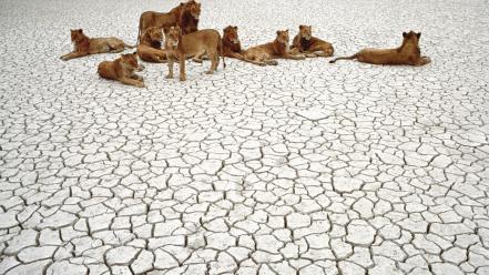 African tanzania national park serengeti wallpaper