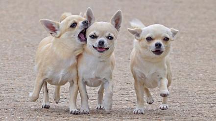 Animals dogs chihuahua wallpaper