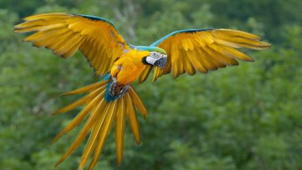 Animals flight macaw blue-and-yellow macaws wallpaper