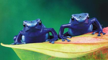 Animals frogs amphibians poison dart wallpaper