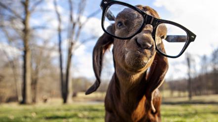 Animals glasses goats skrillex wallpaper