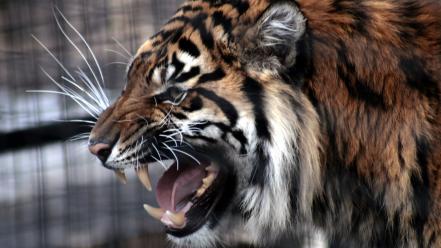Animals tigers roar wallpaper