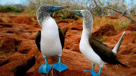 Birds animals blue-footed boobies wallpaper