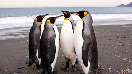 Birds animals king penguins beach wallpaper