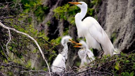 Birds nest branches egrets baby wallpaper