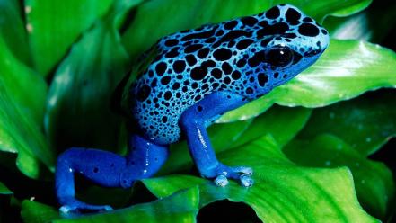 Blue animals frogs spotted poison dart wallpaper