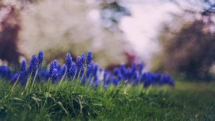 Depth of field blue hyacinths blurred background wallpaper