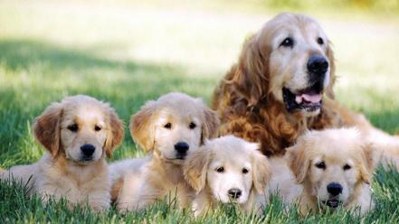 Family animals dogs puppies wallpaper